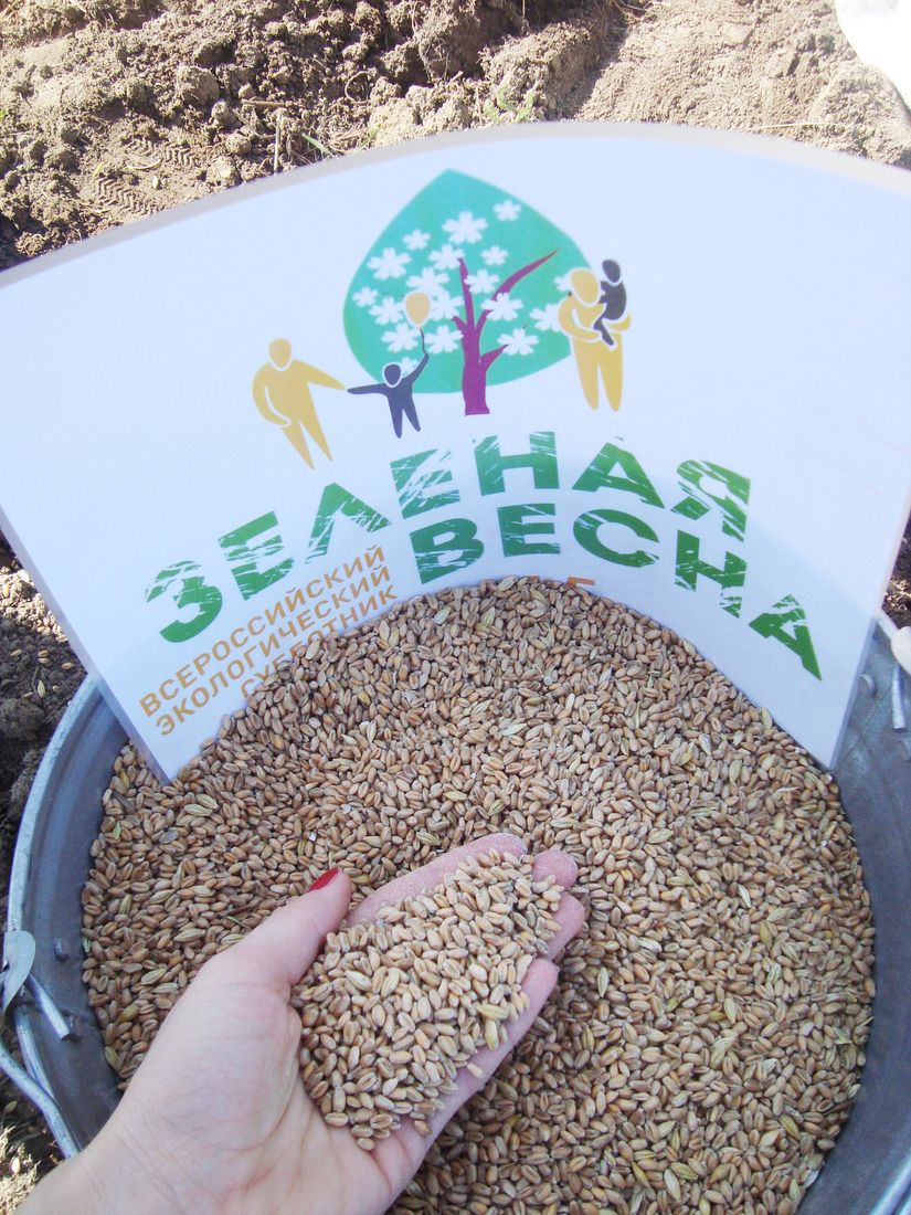 Семена пшеницы для кормового поля