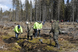 Посадка деревьев под руководством сотрудников Приозерского лесничества